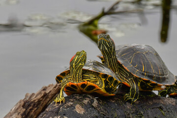 turtles stretching thier necks out sitting on a log on a lake red-eared sliders - Powered by Adobe