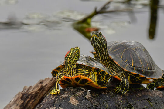 turtles stretching thier necks out sitting on a log on a lake red-eared sliders