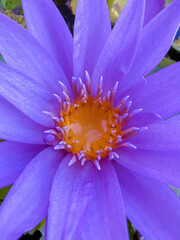close up purple lotus 