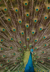 Obraz premium Peacock Displaying Its Tail Feathers