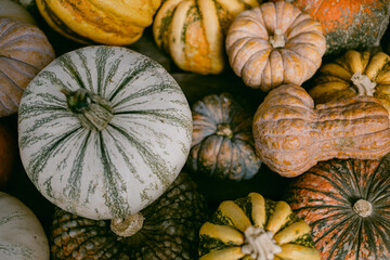 many colorful pumpkins 