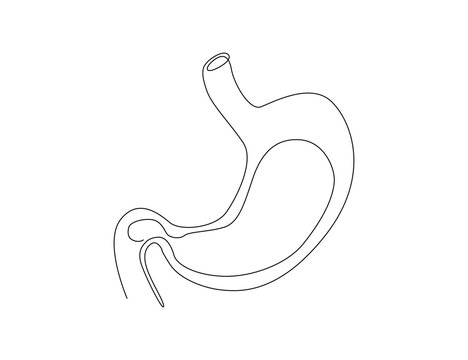 recommend clip art: Continuous one line drawing of Stomach organ. Human Gastrointestinal line art drawing vector illustration.