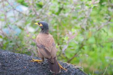 blackbird on the ground