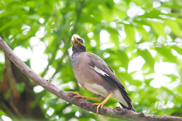woodpecker on tree