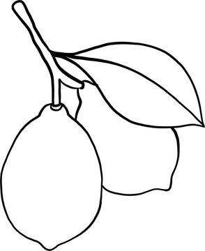 recommend clip art: doodle freehand sketch drawing of lemon fruit.