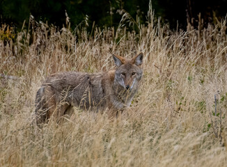 Naklejka na ściany i meble Coyote hunting in Rocky Mountain National Park Colorado