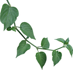 Vine plant, green leaves