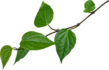 Vine plant, Betel leaves, Green leaves.