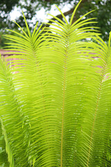 green palm leaves