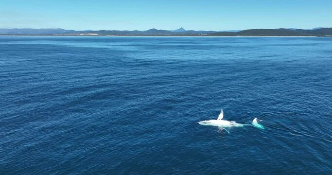 Humpback whale slapping the water off Tweed Head - note Mt Warning on the horizon