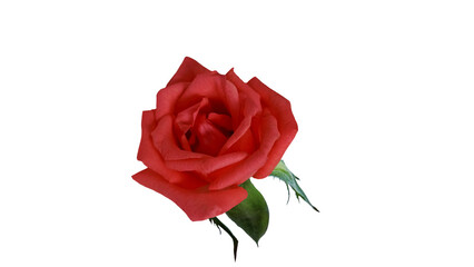 red rose isolated on white