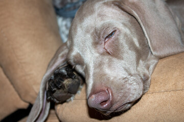 weimaraner