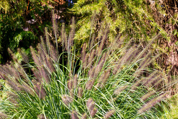 Cluster of fountain grass grows in a garden; beautiful pennisetum grass blooming burgundy red plumes