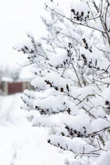 Winter bushes covered with snow. Nature of Russia. Vertical photo.