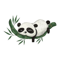 Cute panda pencil color illustration