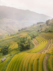 Aerial view of golden rice terraces at Mu cang chai town near Sapa city, north of Vietnam....