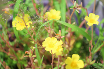 yellow flowers in the garden