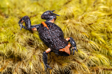 Red-crowned Toadlet, Pseudophryne australis on moss