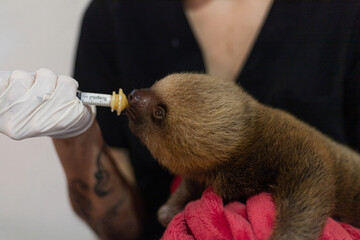 veterinarian with gloves and pacifier feeding a baby sloth in the wildlife refuge