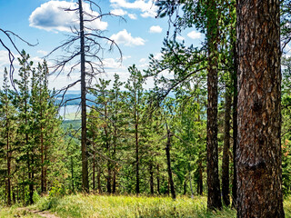 Obraz premium trees growing on the mountainside in summer