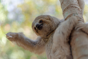Costa Rican sloth hanging relaxed from a tree branch while playing, eating, yawning and trying to catch the camera with its claws