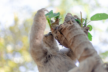 Costa Rican sloth hanging relaxed from a tree branch while playing, eating, yawning and trying to catch the camera with its claws