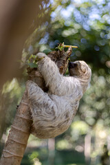 Costa Rican sloth hanging relaxed from a tree branch while playing, eating, yawning and trying to catch the camera with its claws