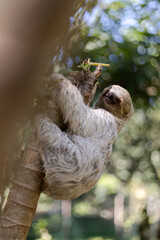 Costa Rican sloth hanging relaxed from a tree branch while playing, eating, yawning and trying to...