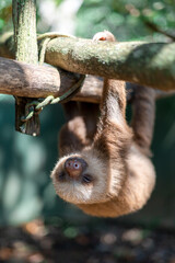 costa rican sloth hanging relaxed from a tree branch while resting and sleeping © Luis González