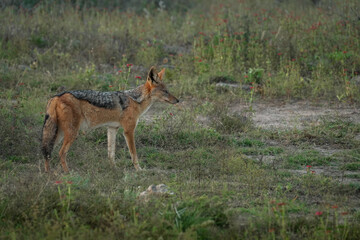 Photograph of African Black-backed Jackal on the hunt for dinner — May 2022 — South Africa Photograph by Mark Churms.