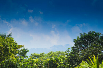green forest and blue sky