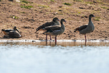 African Ducks on the edge of a watering hole in South Africa — May 2022 — South Africa — Photograph by Mark Churms.