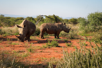 African White Rhinoceros— May 2022 — South Africa — Photograph by Mark Churms.