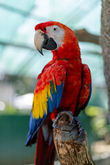 close up image of Costa Rican scarlet macaw parrot in an animal conservation refuge posing with red, yellow and blue feathers with green eyes in the Costa Rican rainforest