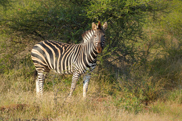 African Zebra in the bush (close-up of head) — May 2022 — South Africa — Photograph by Mark Churms.
