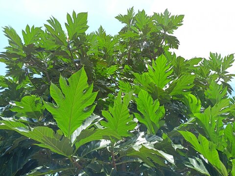 Breadfruit leaves with characteristic fingers and width