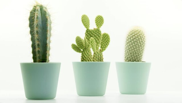 Isolated Scene of Cactus plants in pots 4k 