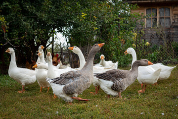 White and gray geese walk around the village. Close-up