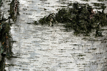 Birch tree bark background. Fragment of a birch trunk