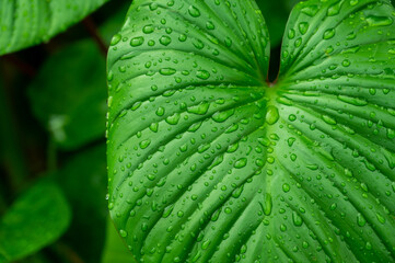 green leaves natural background wallpaper, texture of leaf, leaves with space for text