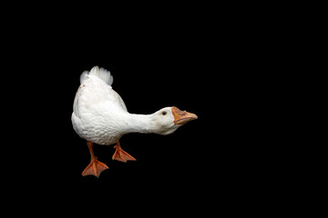 White goose on black background. Close-up