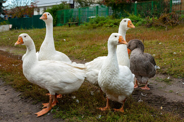 White and gray geese walk around the village. Close-up