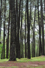 fresh ozone of natural pine forest in countryside at Bo Kaeo Silvicultural Research Station, Thailand