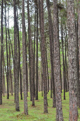 fresh ozone of natural pine forest in countryside at Bo Kaeo Silvicultural Research Station, Thailand