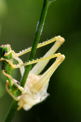 Corpse of a grasshopper that fell prey to predators such as spiders or praying mantises. Macro close-up photography.
