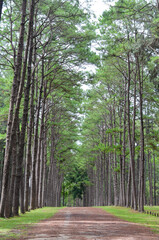Obraz premium fresh ozone of natural pine forest in countryside at Bo Kaeo Silvicultural Research Station, Thailand