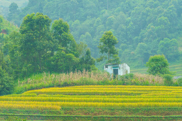 Obraz premium Aerial view of golden rice terraces at Mu cang chai town near Sapa city, north of Vietnam. Beautiful terraced rice field in harvest season in Yen Bai, Vietnam