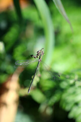 Dragonfly 