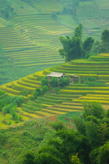 Aerial view of golden rice terraces at Mu cang chai town near Sapa city, north of Vietnam. Beautiful terraced rice field in harvest season in Yen Bai, Vietnam