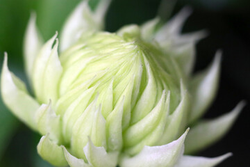 Large pale green white Clematis florida plena blossom, close up macro photography. - obrazy, fototapety, plakaty